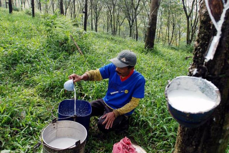 Harga Karet Jatuh, Gapkindo Desak Inpres